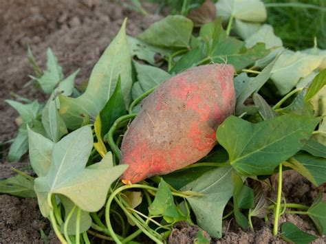 Sweet Potato Types - Growing Different Varieties Of Sweet Potatoes