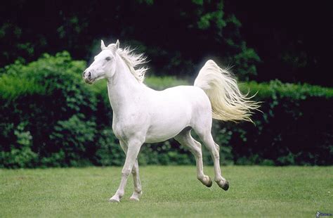 Slovenia Submits Bid For UNESCO Listing Of Lipizzan Horses - CorD Magazine