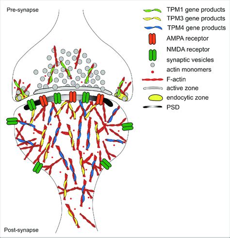 Schematic of an excitatory synapse in the CNS. The actin filament ...