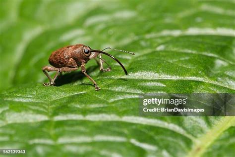 27 Acorn Weevil Stock Photos, High-Res Pictures, and Images - Getty Images