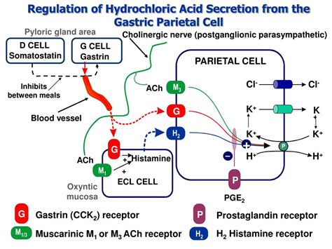 PPT - Physiology and Pharmacology of Gastric Motility and Gastric Acid ...