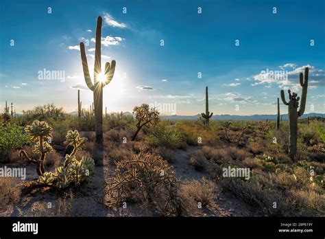 Saguaro cactus at sunset Stock Photo - Alamy