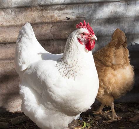 white leghorn chicken breed - AgronoMag