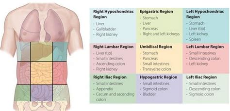 9 abdominal regions Diagram | Quizlet