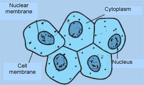 [DIAGRAM] Human Cheek Cell Diagram Labeled - MYDIAGRAM.ONLINE