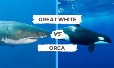 Killer Whale Vs Great White | Hot Sex Picture