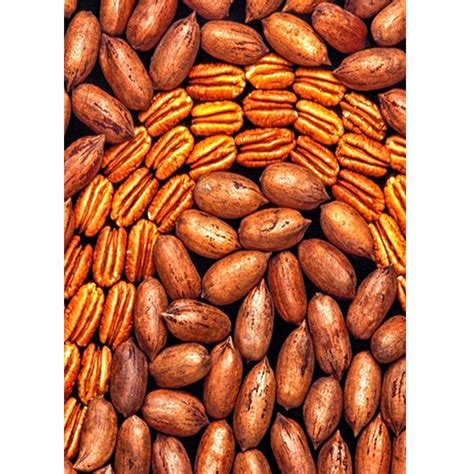 Pecan Nuts - AMEXY General Trading Supplier in Dubai UAE