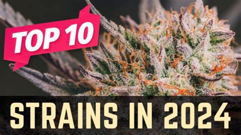 Top 10 Weed Strains Of 2024 Stellar Seeds