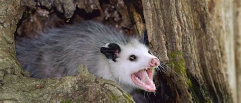 opossum