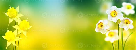 Spring flowers of daffodils. 10021786 Stock Photo at Vecteezy