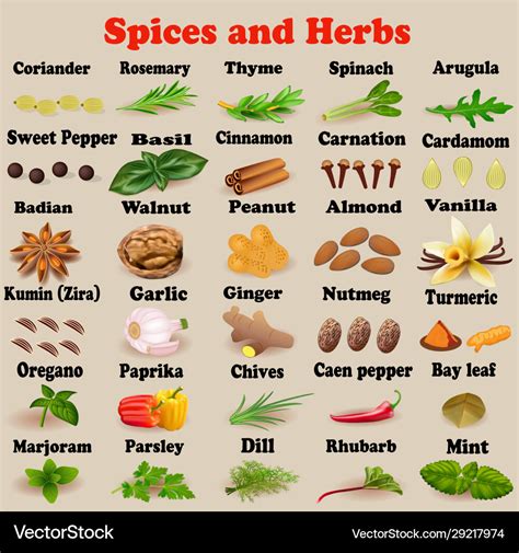 Set spices and herbs for cooking Royalty Free Vector Image