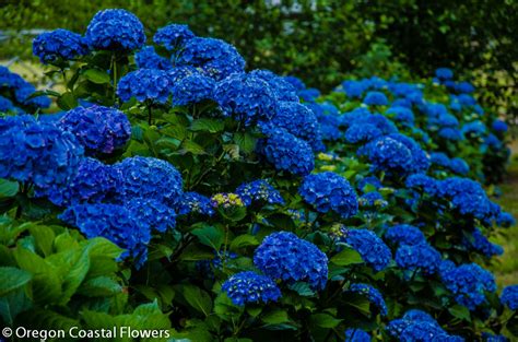 Deep Dark Blue Wholesale Fresh Hydrangea Flowers | Oregon Coastal Flowers