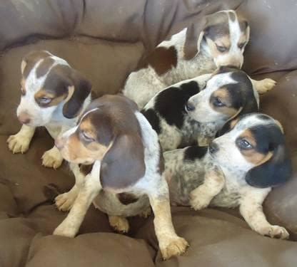 Bluetick Beagle/Walker Coonhound mix Puppies - READY NOW! for Sale in ...