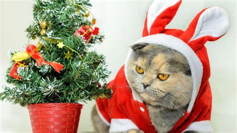 Funny Cat Christmas Puns, Jokes, Quotes, And Photos.