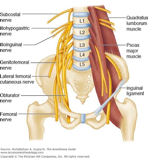 Genitofemoral Nerve Psoas