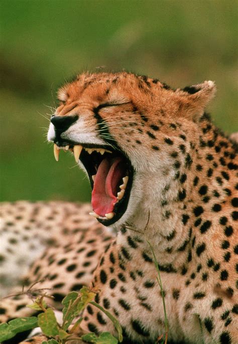 Cheetah (acinonyx Jubatus) Yawning Showing Teeth Photograph by William ...