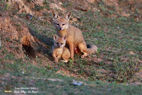 Untamed Traveller: Photographing Foxes - A guide to take best photographs