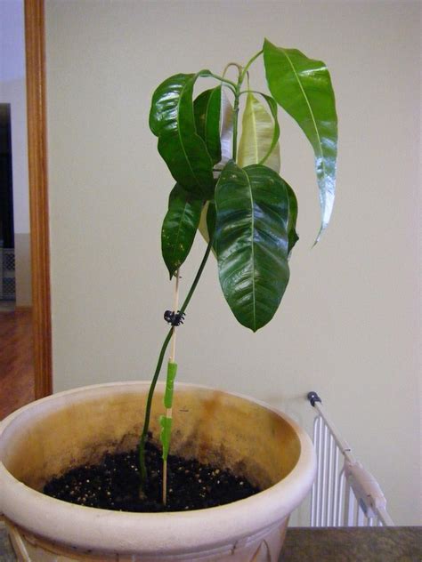 Kapora's Journey: Mango Tree- An Indoor Gardening Experiment