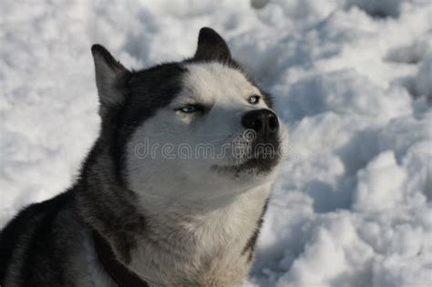 Husky blue eyes on snow stock photo. Image of eyes, cute - 274752436