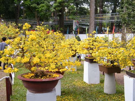 Traditional flower of South Viet Nam " Hoa Mai