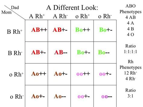 Are genetic traits really as simple as a Punnett square? - Quora