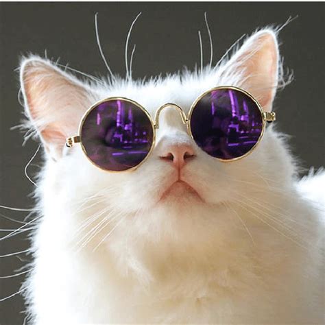 Kittens With Glasses