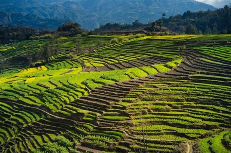 Premium Photo | Rice terraces in the mountains of sapa