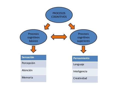 Procesos cognitivos básicos