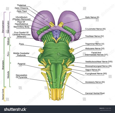 Brainstem Ventral View Posterior Part Brain Stock Illustration