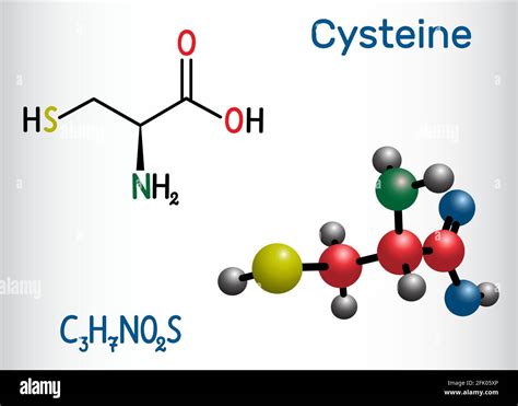 L cystine Stock Vector Images - Alamy