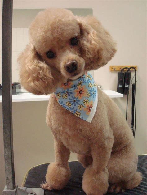 135 best Poodle grooming images on Pinterest | Poodle grooming, Poodles ...