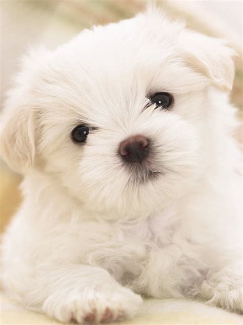 Maltese (Puppy, Cute, White) HD Dog Wallpaper