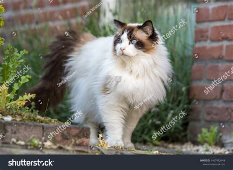 12,942 Ragdoll Cat Stock Photos, Images & Photography | Shutterstock