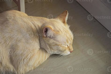 top view while sleeping white and yellow cat 20823204 Stock Photo at ...