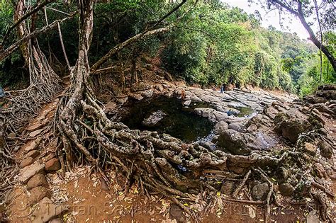 stone trail on living root bridge, mawlynnong, india