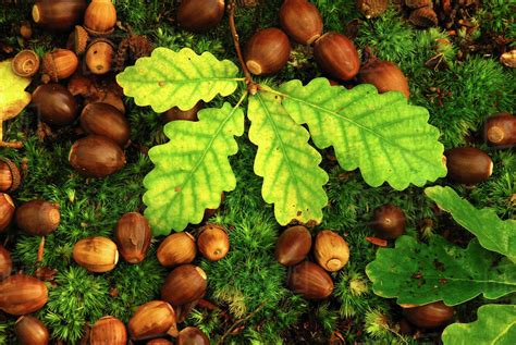 English oak tree (Quercus robur) fallen acorns and leaves on a bed of ...