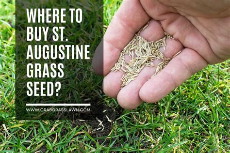 Where to Buy St. Augustine Grass Seed? (2024) | CrabgrassLawn