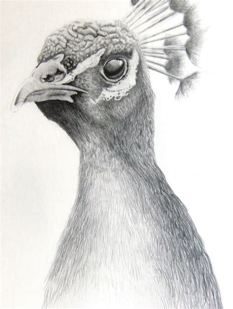 Pencil Sketches Of Animals at PaintingValley.com | Explore collection ...