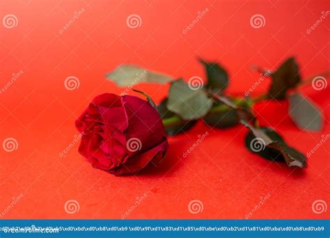 The Flower is a Red Rose with Thorns Lying on a Red Background Stock ...