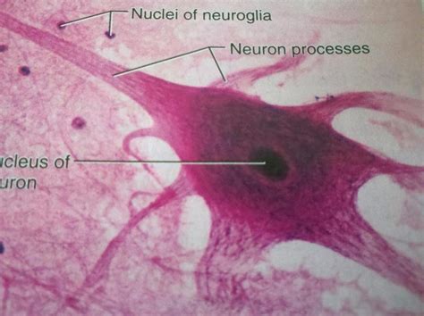 Nervous Tissue Diagram | Quizlet