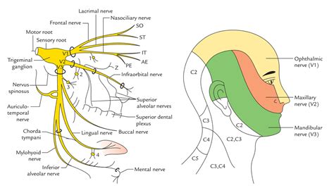 9+ Trigeminal Nerve Branches Diagram - GarrethNazir