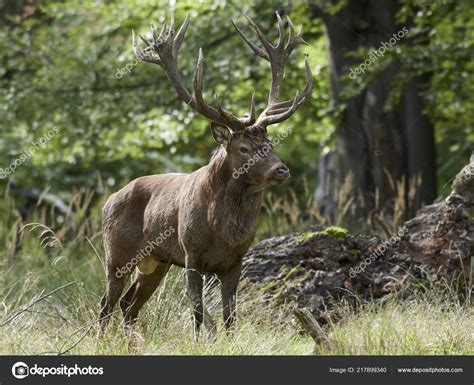 Red Deer Its Natural Habitat Denmark — Stock Photo © DennisJacobsen ...