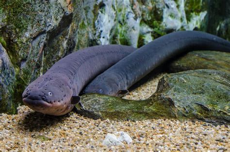 Eel Reproduction — The Mystery Of Eels