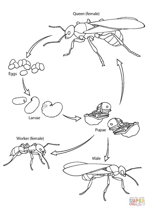 the life cycle of an insect