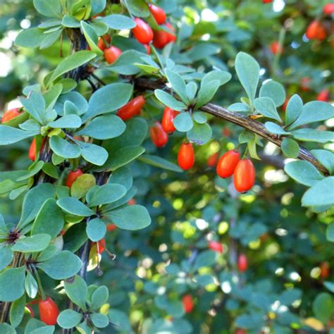 Barberry - planting, pruning, care and cute varieties