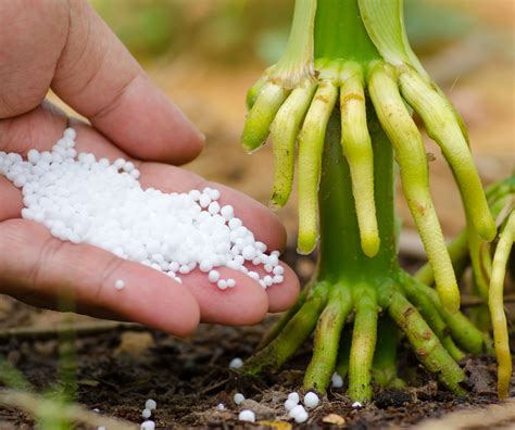 High-Quality Urea | Your Gateway to Global Agriculture