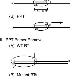 Schematic representation of the standard PPT primer removal assay. RNA ...