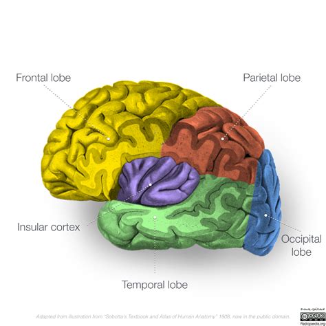 Lobes Of The Brain