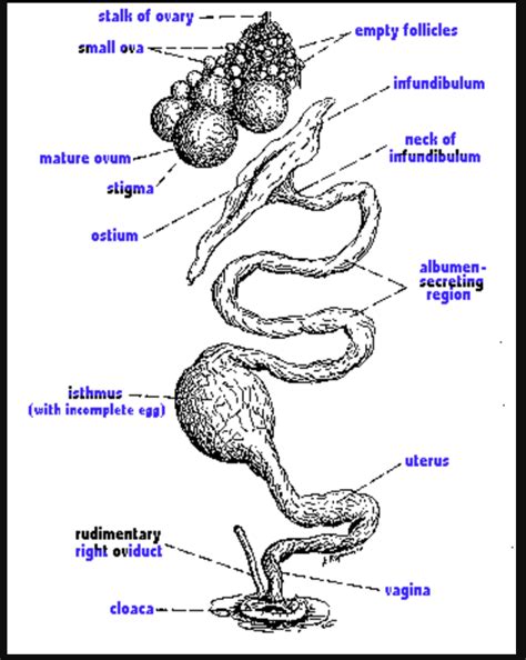 female hen anatomy Diagram | Quizlet