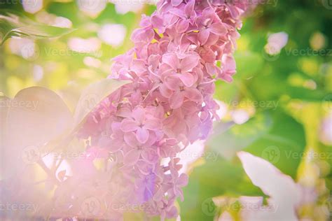 Lilac in rays of the sun in spring 6821156 Stock Photo at Vecteezy